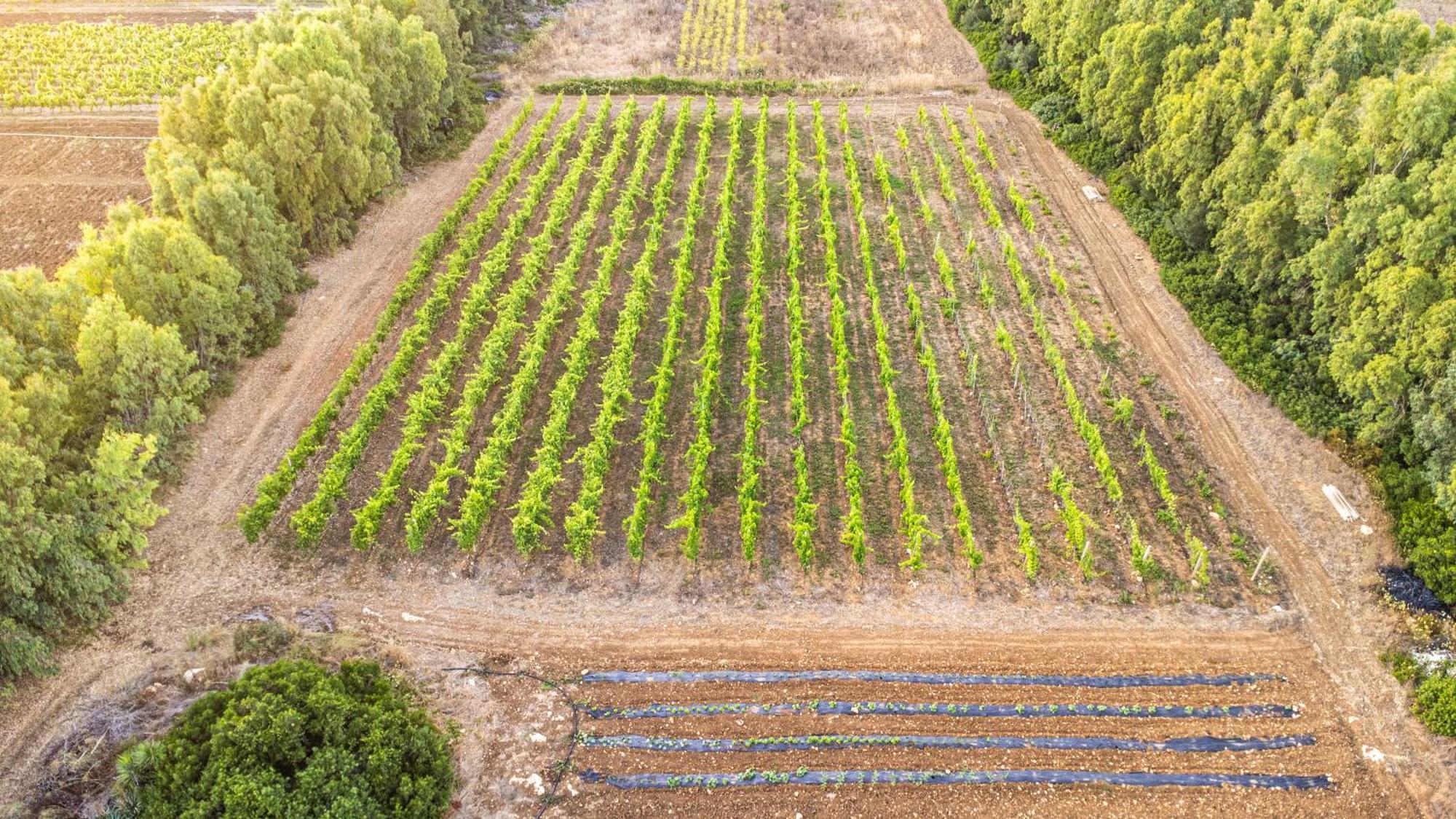 Bed and Breakfast The Vineyards Alghero Exterior foto